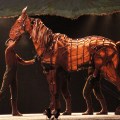 War Horse Australia Joey