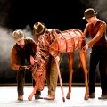 War Horse Australia young Joey