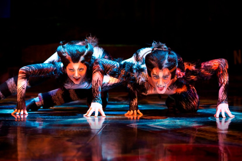 Cats 2015 Australia, crouching cats